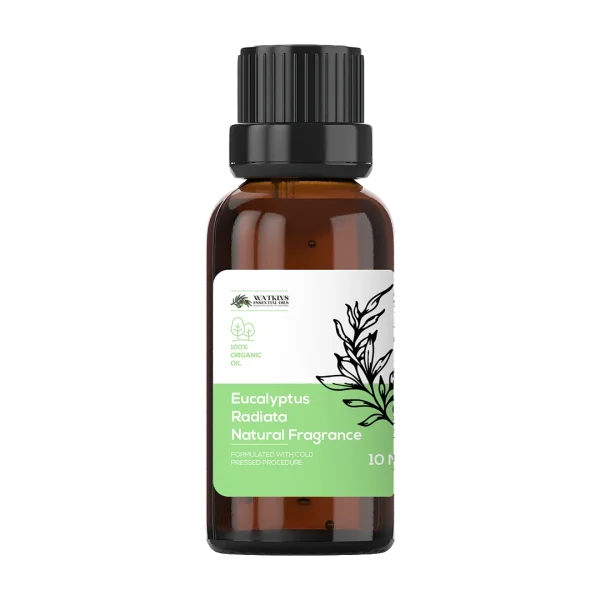 Eucalyptus Radiata Natural Fragrance